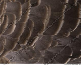 feathers animal 0010